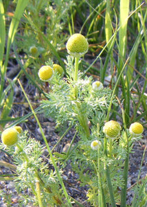 Today's Culinary Revelation: Pineapple Weed